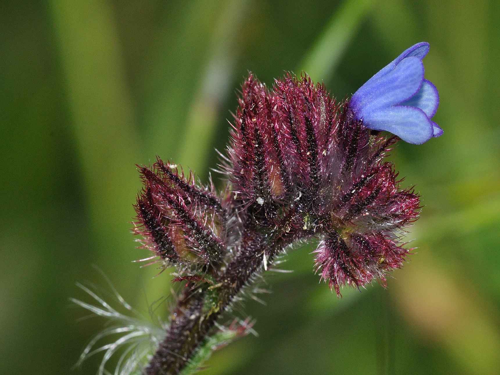 Anchusella cretica